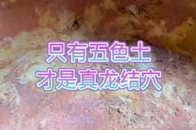 为什么寻龙派几百个视频龙穴挖开都有五花土？视频封面