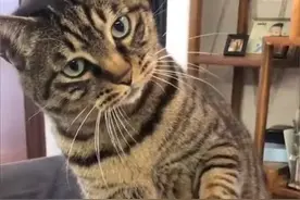 狸花猫为什么叫狸花猫？ 狸花猫是山狸子的后代