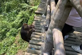 徒步峨眉山环线4:途径检票点，过清音阁后看到了猴子