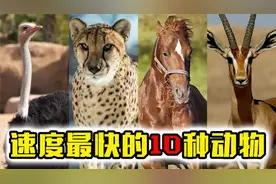 速度最快的10种动物，猎豹只能排第七，第一名比高铁还快视频封面