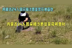 越闹越大！内蒙古24人采摘沙葱韭菜花被查处野生蘑菇也不能采视频封面