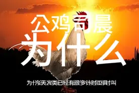 我们对鸡了解多少？公鸡为什么司晨打鸣？快仔细看噢！😋😊视频封面