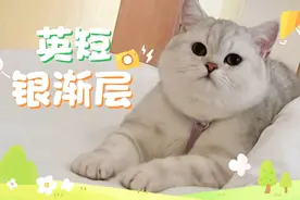 有这么一种绿茶猫，英短银渐层