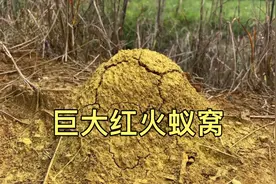 发现巨大蚂蚁窝，用滚烫铜液倒入蚂蚁窝，得到一座蚁穴城堡！视频封面