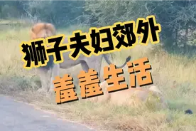 狮子夫妇郊外羞羞生活视频封面