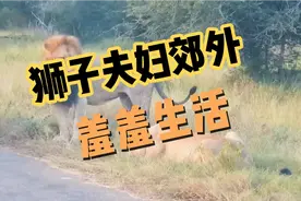 狮子夫妇郊外羞羞生活视频封面