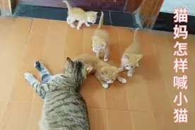 猫妈用这种叫声喊小猫，小猫听到就会跑到妈妈身边视频封面