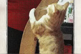 猫咪:外面的世界很精彩