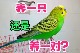 虎皮鹦鹉养一只还是养一对好？养一只有哪些优缺点？
