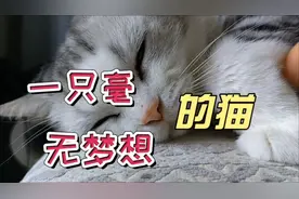 猫咪的不同的睡姿，看了很治愈，感觉睡眠都变好啦