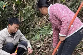 坡上挖了几个洋藿回来，用酸辣椒炒起香香脆脆的太安逸了