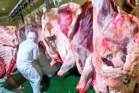 外国牛肉分割现场，处理手法相当细致，吃法方面更是花里胡哨！视频封面