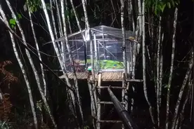 野外建造雨天露营⛺️，山林深处绝地求生木屋建造