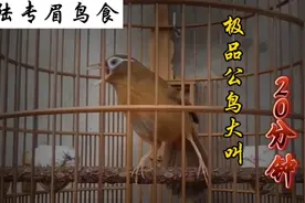 极品公画眉鸟叫声，大唱20分钟，太好听了！快收藏。视频封面