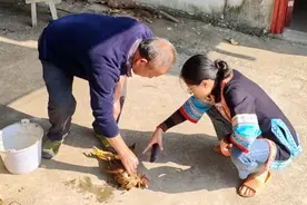 野猫出没把鸡咬了，养这么大真可惜，公公直言要找个方法对付野猫视频封面