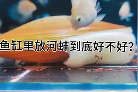 河蚌到底是什么作用，能不能放在鱼缸？能不能净化水质？视频封面
