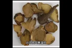 川乌祛风寒湿药作用和功效
