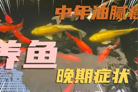 中年男人油腻必修课：养鱼视频封面
