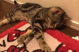 猫咪守在门口等主人回家，一见到主人就发脾气，以后不许加班了！