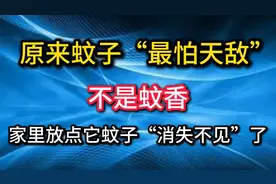原来蚊子“最怕天敌”不是蚊香？家里放点它，蚊子“消失不见”视频封面