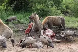 鬣狗群进食#动物世界 #野生动物 #动物 #鬣狗 #鬣狗群 #秃鹫