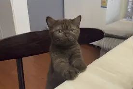 我发现猫猫是越丑越可爱，这只生下来就与众不同的猫猫被我养大了视频封面