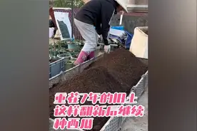 楼顶种菜：重茬7年的旧土这样翻新后继续种西瓜 #旧土翻新