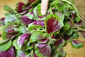 炒苋菜直接下锅炒和焯水都不对，教你技巧，鲜嫩不涩视频封面