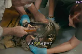 老虎嘴里拔结石视频封面
