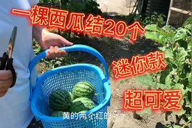 日本有块菜地是多幸福，淳妈种西瓜就是高产，一颗结20多个瓜视频封面