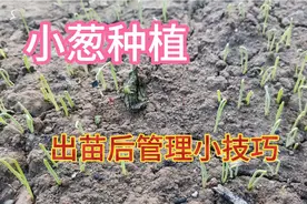 小葱出苗后撒把草木灰，小葱长势旺没有病虫害，比任何化肥都好用