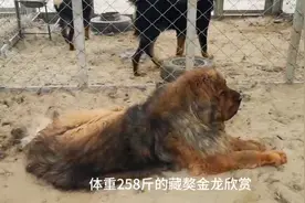 到海拔千米寻纯种藏獒，发现258斤的藏獒巨无霸！像老虎的藏獒视频封面