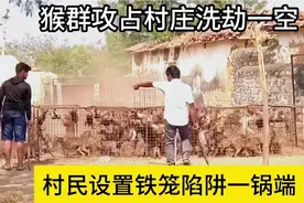猴群洗劫村庄，印尼老表使用铁笼陷阱，将猴子们一锅端！视频封面