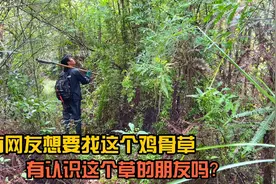 有网友想要这个鸡骨草，今天到山里面找一下，你认识这种药草吗？视频封面