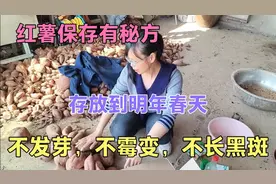 保存红薯秘方，存放到明年春天，不发芽，不霉烂，不长黑斑视频封面