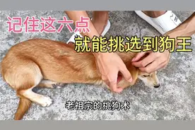老祖宗留下来的挑狗术，记住这些秘诀，你就能挑出来狗王