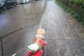 导盲犬带盲人坐地铁去西湖，工作人员一路爱心交接，分为很温暖！视频封面
