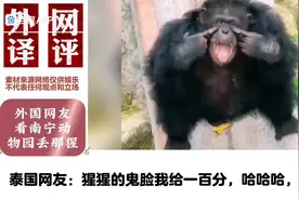外国网友热评南宁动物园的猩猩 #南宁动物园就没有正经动物吗视频封面