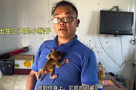 河南新野猕猴养殖厂刚出生三天的小猴子看着真可爱，喂着真不容易视频封面