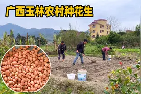 春分了，又到了种花生的季节，你们那边也是这样子种的吗？视频封面