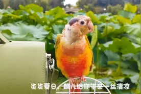被门夹的小鹦鹉//夏日荷花//出游系列二//小太阳鹦鹉视频封面