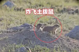丧彪利用超大花生米清除泛滥土拨鼠，一击直接炸飞！
