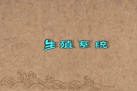 子宫三D视频封面