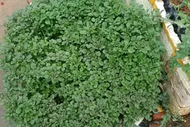 不用的宝宝洗澡盆别丢，扔几根西洋菜下去，不久就能西洋菜自由了视频封面