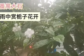 广州番禺大石，雨中赏栀子花开视频封面