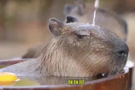 卡皮巴拉,受尽欺压，依旧呆若木瓜视频封面