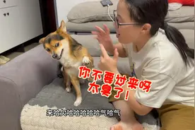 主人吃完榴莲对狗狗哈气，没想到却惨遭狗狗嫌弃，看一遍笑一遍！视频封面