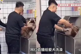 网红潘宏直播给狗洗澡致死，嘴角流血眼睛变灰，491万人观看全程视频封面
