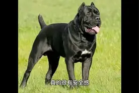 顶级护卫犬 意大利卡斯罗护卫犬中的铁血战士视频封面