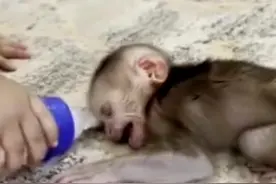 这小子日后也是玩猴的一把好手视频封面